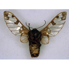 /filer/webapps/moths/media/images/S/stigmatica_Balacra_HT_ZMHB_02.jpg