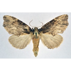 /filer/webapps/moths/media/images/A/angulata_Afropteryx_AM_NHMO.jpg