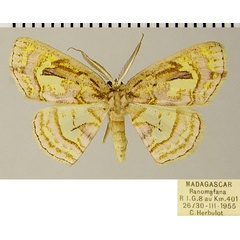 /filer/webapps/moths/media/images/N/niobe_Chrysocraspeda_AM_ZSMa.jpg