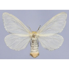 /filer/webapps/moths/media/images/A/argenna_Croremopsis_AF_Golovizin.jpg