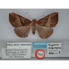 /filer/webapps/moths/media/images/E/eugrapha_Hypena_HT_RMCA.jpg