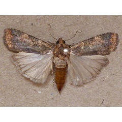 /filer/webapps/moths/media/images/V/varians_Mesogenea_A_Butler_02.jpg