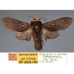 /filer/webapps/moths/media/images/K/kerkhofi_Casphalia_PTM_RBINS_01.jpg
