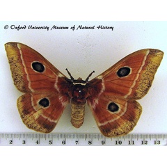 /filer/webapps/moths/media/images/M/menippe_Melanocera_A_OUMNH.jpg