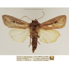 /filer/webapps/moths/media/images/J/joannisi_Leucania_AF_TMSA_02.jpg