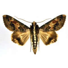 /filer/webapps/moths/media/images/C/chlorea_Sphingomorpha_A_NHMO.jpg