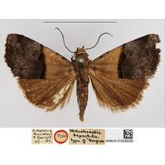 /filer/webapps/moths/media/images/B/bipartita_Metachrostis_HT_NHMUK.jpg