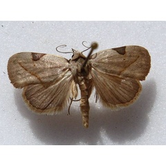 /filer/webapps/moths/media/images/P/prosticta_Odontestis_A_Goff.jpg