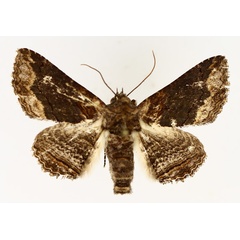 /filer/webapps/moths/media/images/M/mendax_Pericyma_AM_TMSA_02.jpg