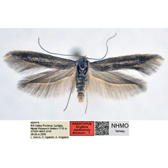 /filer/webapps/moths/media/images/M/mpalensis_Scythris_PT_NHMO_nNPH1oB.jpg