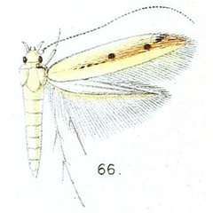 /filer/webapps/moths/media/images/P/punctulata_Gracillaria_HT_Walsingham_6-66.jpg
