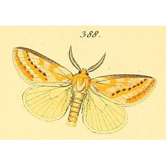 /filer/webapps/moths/media/images/N/nobilis_Lacipa_HT_HS_91_388.jpg