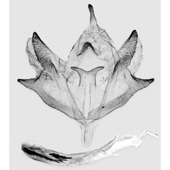/filer/webapps/moths/media/images/K/knudlarseni_Mesothisa_GMHT_ZSM.jpg