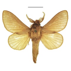 /filer/webapps/moths/media/images/G/giustii_Eutricha_HT_ANHRT.jpg