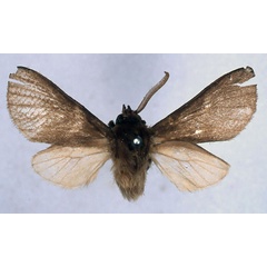 /filer/webapps/moths/media/images/M/metaleuca_Metarctia_HT_BMNH_01.jpg