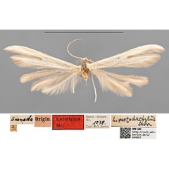 /filer/webapps/moths/media/images/P/pectodactylus_Pterophorus_LT_MfNa.jpg