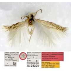 /filer/webapps/moths/media/images/M/melliferae_Acalyptris_HT_NHMUK.jpg
