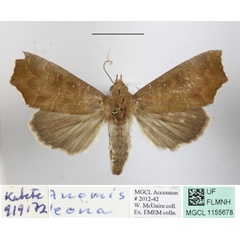 /filer/webapps/moths/media/images/L/leona_Anomis_A_MGCLa_01.JPG