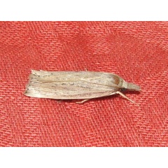 /filer/webapps/moths/media/images/P/paludella_Calamotropha_A_Goff_03.jpg