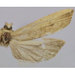 /filer/webapps/moths/media/images/D/delimana_Thylacandra_PTF_Trematerra.jpg