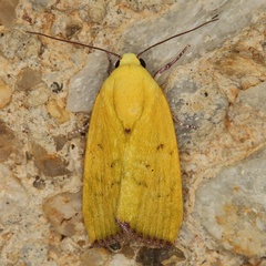 /filer/webapps/moths/media/images/B/biplaga_Earias_A_Heyns_04.JPG