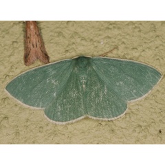 /filer/webapps/moths/media/images/L/leucocraspeda_Omphax_A_Roland.jpg