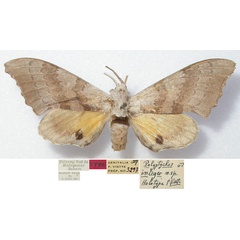 /filer/webapps/moths/media/images/I/integer_Polyptychus_HT_MNHN.jpg