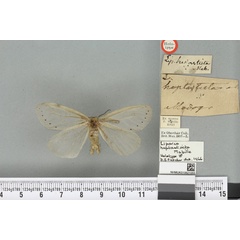 /filer/webapps/moths/media/images/H/heptasticta_Liparis_HT_BMNHa.jpg