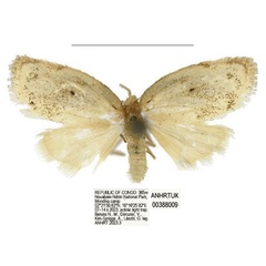 /filer/webapps/moths/media/images/E/elegans_Spatulosia_PTM_ANHRT.jpg