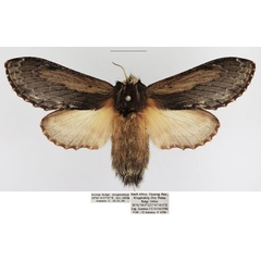 /filer/webapps/moths/media/images/L/ligniclusa_Braura_AF_TMSA_02.jpg