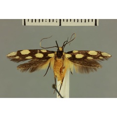 /filer/webapps/moths/media/images/D/diakonoffi_Stagmatophora_HT_MNHN.jpg