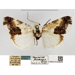 /filer/webapps/moths/media/images/P/porphyrea_Acontia_AM_NHMUK.jpg