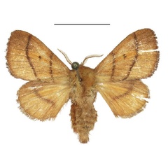 /filer/webapps/moths/media/images/S/simplex_Ammacosola_AF_ANHRT_01.jpg