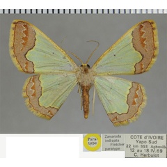 /filer/webapps/moths/media/images/I/indicata_Zamarada_PTF_ZSM.jpg
