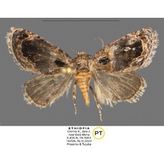 /filer/webapps/moths/media/images/O/oromia_Paracroria_PTF_Mueller.jpg