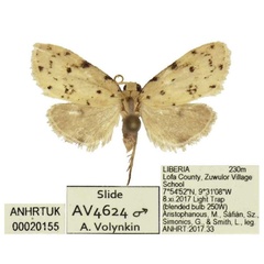 /filer/webapps/moths/media/images/C/carinata_Siccia_HT_ANHRT.jpg