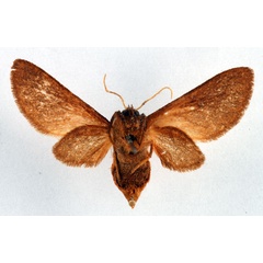 /filer/webapps/moths/media/images/F/fusca_Metarctia_PT_Ochse_02.jpg