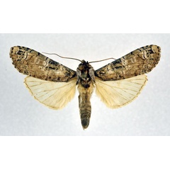 /filer/webapps/moths/media/images/B/brunnescens_Thacona_A_NHMO.jpg