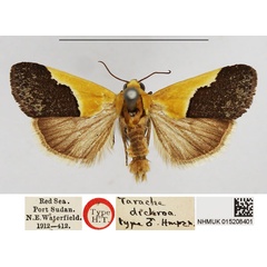 /filer/webapps/moths/media/images/D/dichroa_Tarache_HT_NHMUK.jpg