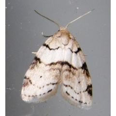 /filer/webapps/moths/media/images/L/lineata_Eurosia_A_Grobler_ttEEare.jpg