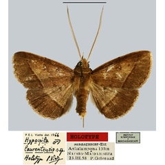 /filer/webapps/moths/media/images/L/laurentensis_Hypospila_HT_MNHN.jpg