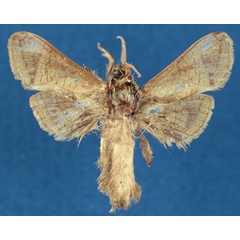 /filer/webapps/moths/media/images/T/togoensis_Haberlandia_HT_RMCA_XZmT5zi.jpg