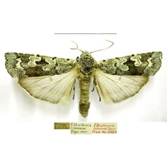 /filer/webapps/moths/media/images/L/lichenea_Ethioterpia_AT_TMSA_4lW3f6m.jpg