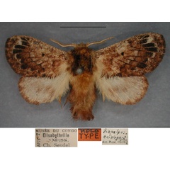 /filer/webapps/moths/media/images/A/axiologa_Diapalpus_HT_RMCAa.jpg