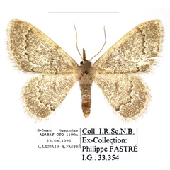 /filer/webapps/moths/media/images/P/pulvereisparsa_Neromia_AF_RBINS_01.jpg