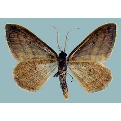 /filer/webapps/moths/media/images/M/molaris_Scopula_AM_ZSMb.jpg