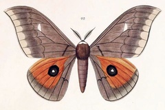 Pseudobunaea epithyrena melinde