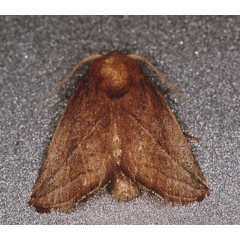 /filer/webapps/moths/media/images/P/perobliqua_Brachypecta_A_Roland_03.jpg