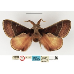 /filer/webapps/moths/media/images/O/oinopa_Nadiasa_HT_NHMUK.jpg