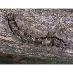 /filer/webapps/moths/media/images/T/truncatum_Braura_C_Roland_01_nIM4S6x.jpg